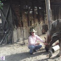 jovica