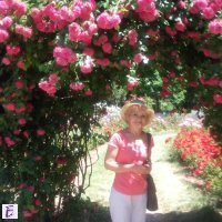Camelia