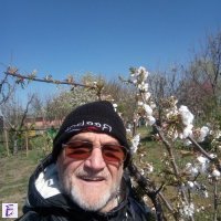 radulescu