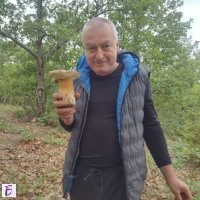 Димо