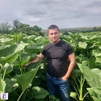 Plamen